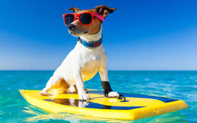 Tips voor het op vakantie gaan met je hond