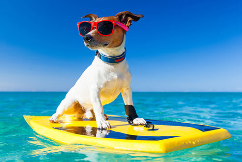 Tips voor het op vakantie met je hond - Huisdiervoordeelshop