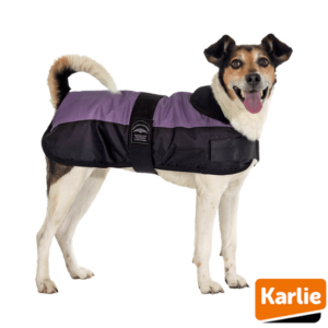goedkoop-hondenjas-hondenkleding